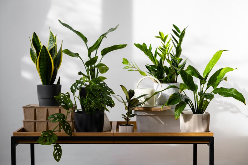 Apartment Plant Care